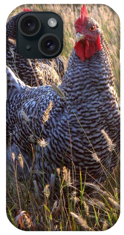 Rooster iPhone Case featuring the photograph Barred Rock Rooster and Hen by Katie Keenan