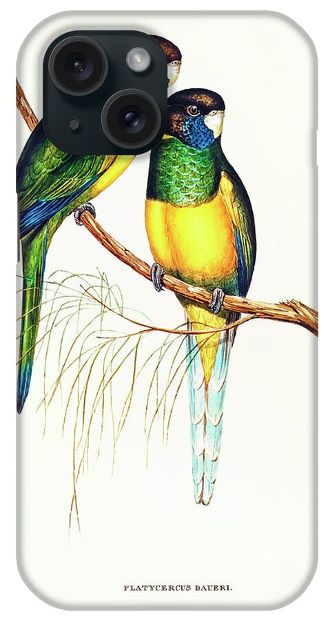 Illustration iPhone Case featuring the drawing Bauer's Parakeet by Elizabeth Gould