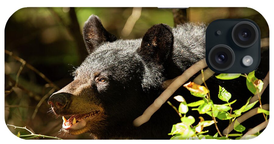 Bear iPhone Case featuring the photograph Black Bear Portrait by Doug McPherson
