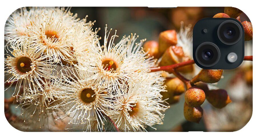Corymbia Ficifolia iPhone Case featuring the photograph Beautiful Spring Australian Eucalyptus Flowers by Joy Watson