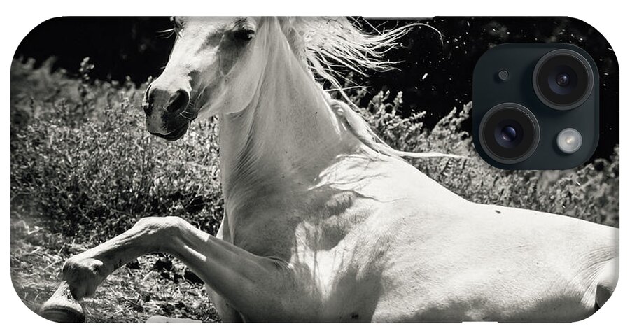 Horse iPhone Case featuring the photograph Beautiful White Horse Laying Down by Dimitar Hristov