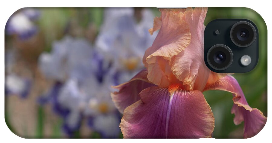 Jenny Rainbow Fine Art Photography iPhone Case featuring the photograph Beauty Of Irises. Carnaby by Jenny Rainbow