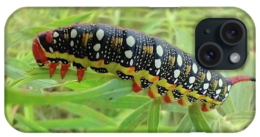 Bedstraw iPhone Case featuring the photograph Bedstraw hawk moth caterpillar, Hyles gallii by Delynn Addams