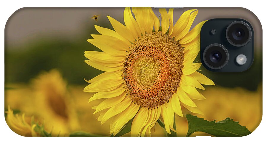 Sunflowers iPhone Case featuring the photograph Bee and Sunflower by Pam Rendall