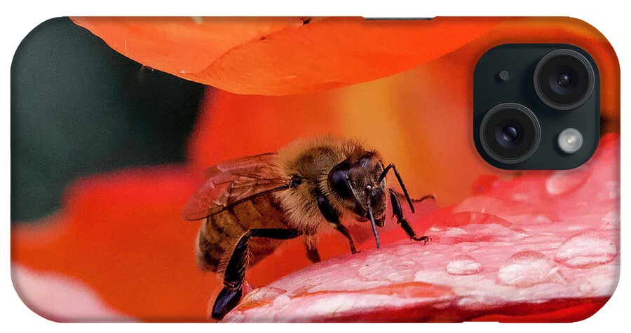 Bee iPhone Case featuring the photograph Bee Closeup by Shirley Dutchkowski