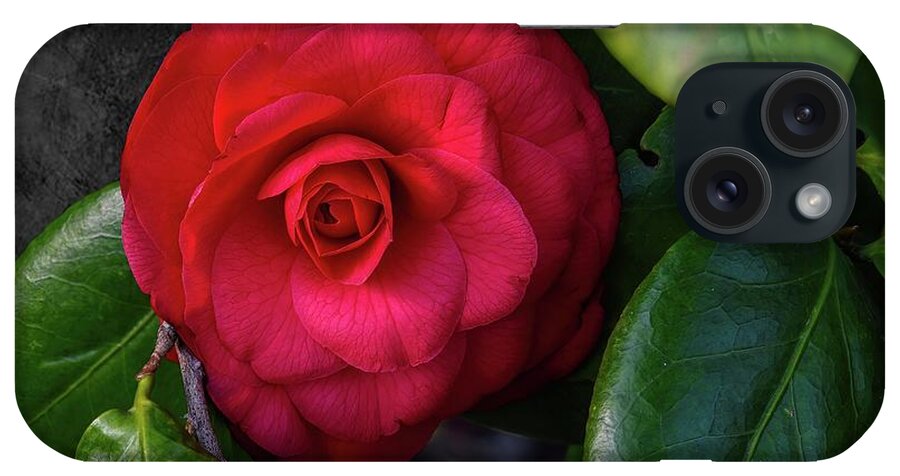 Floral Art iPhone Case featuring the photograph Bella Rosa Camellia by Diana Mary Sharpton
