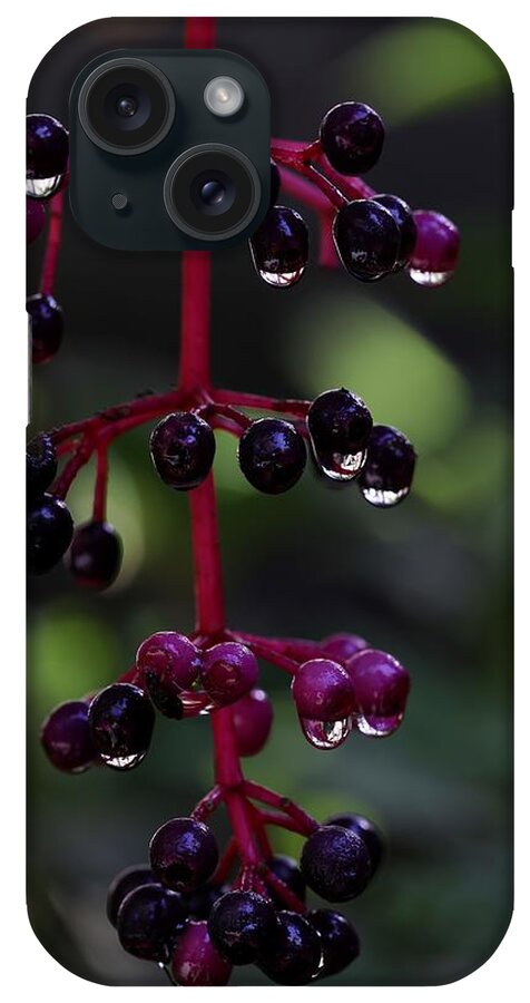 Rose Grape iPhone Case featuring the photograph Rose Grape by Mingming Jiang
