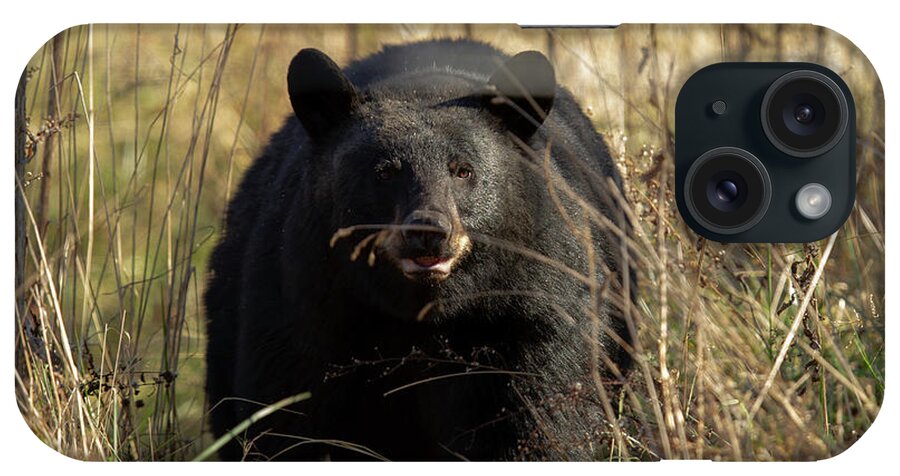 Black Bear iPhone Case featuring the photograph Big Black Bear by Doug McPherson