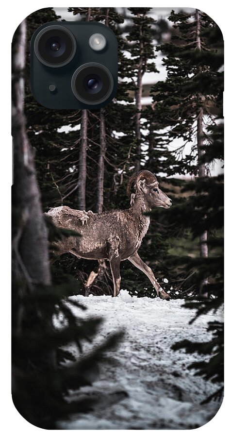  iPhone Case featuring the photograph Bighorn in Snow by William Boggs
