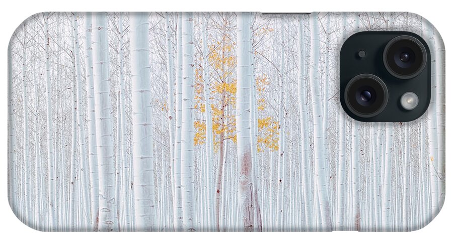 Landscape iPhone Case featuring the photograph Birch Grove by Mango Art