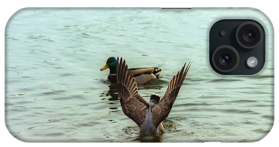 Bird iPhone Case featuring the photograph Bird Diving for Food by Auden Johnson