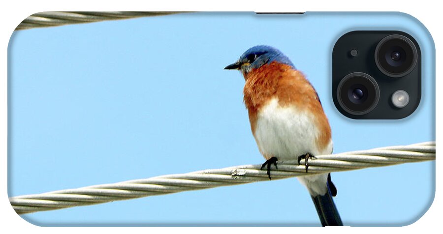  iPhone Case featuring the photograph Birds 24 by Eric Pengelly