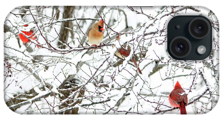 Birds iPhone Case featuring the photograph Birds in a Snowy Tree by Trina Ansel