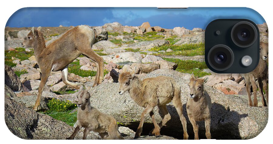 Bighorn Sheep iPhone Case featuring the photograph Birds of a Feather by Jim Garrison