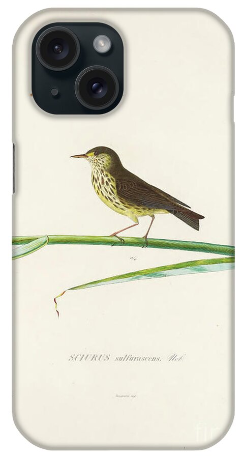 Northern Waterthrush iPhone Case featuring the photograph Birds of Cube 1838 t2 by Historic illustrations