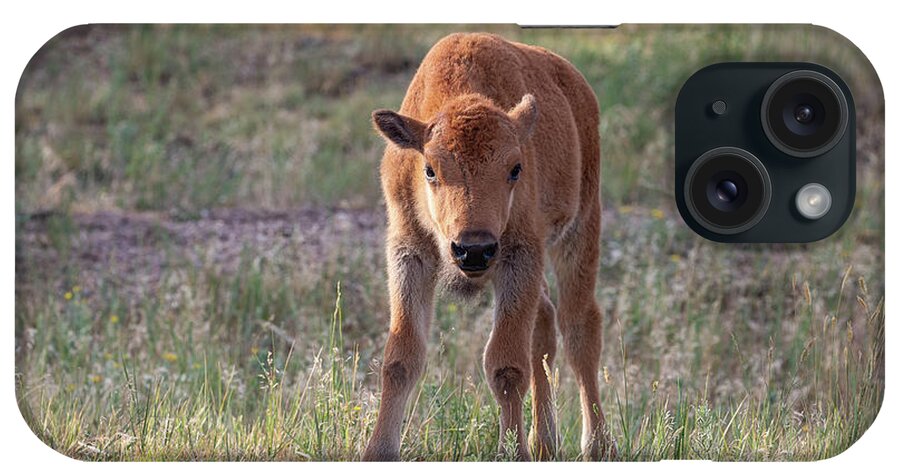 Bison iPhone Case featuring the photograph Bison Calf in the Morning Sun by Tony Hake