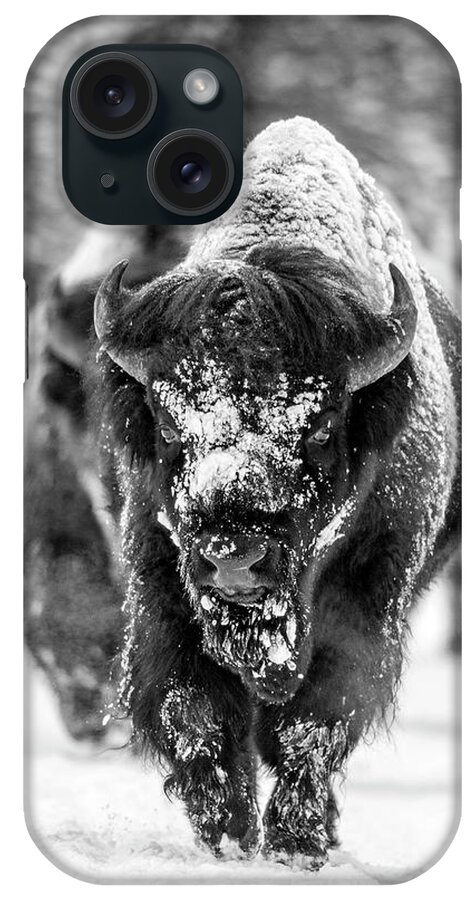 Bison iPhone Case featuring the photograph Bison in snow by D Robert Franz