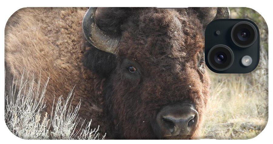 Bison iPhone Case featuring the photograph Bison On The Trail 3 by Amanda R Wright