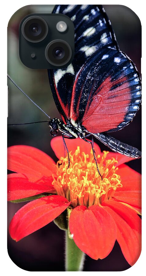 Black iPhone Case featuring the photograph Black and Red Butterfly on Red Flower by WAZgriffin Digital