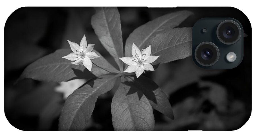 Black And White iPhone Case featuring the photograph Black And White Star Flowers by Christina Rollo