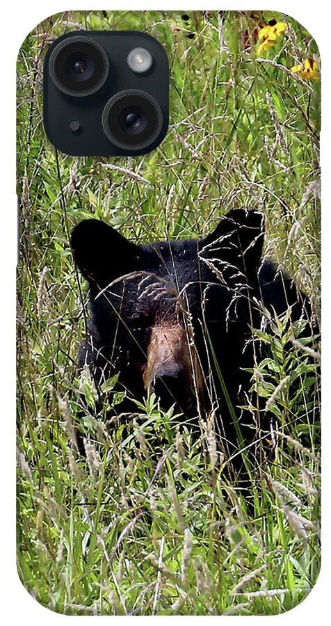 Tennessee iPhone Case featuring the photograph Black Bear In The Cove by Jennifer Robin