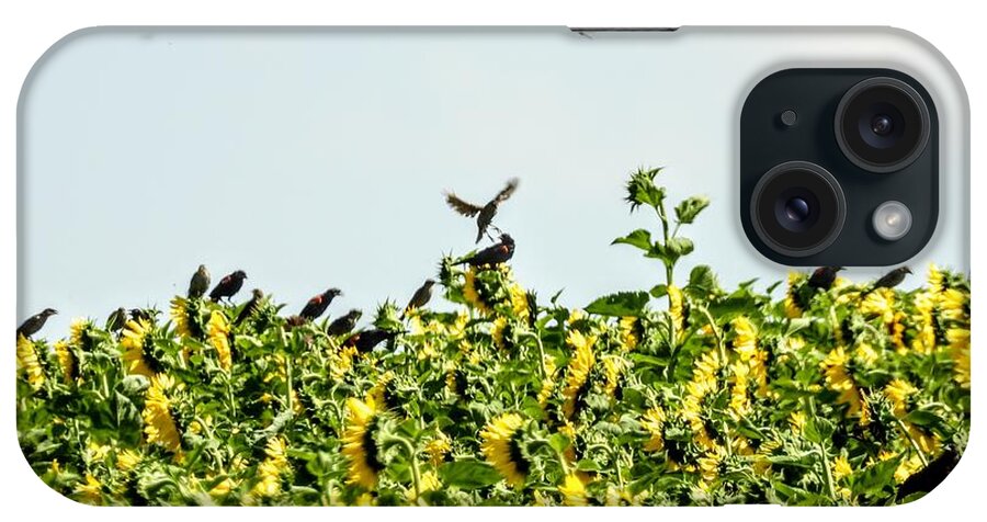 Sunflowers iPhone Case featuring the photograph Black Birds in the Sunflowers by Amanda R Wright