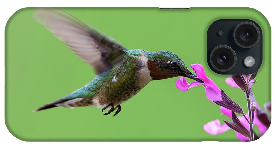 Black-chinned Hummingbird iPhone Case featuring the photograph Male Black-chinned hummingbird in action by Puttaswamy Ravishankar
