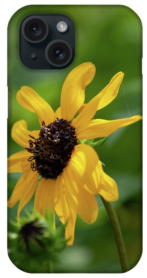 Black-eyed-susan iPhone Case featuring the photograph Black Eyed Susan by Pamela Williams