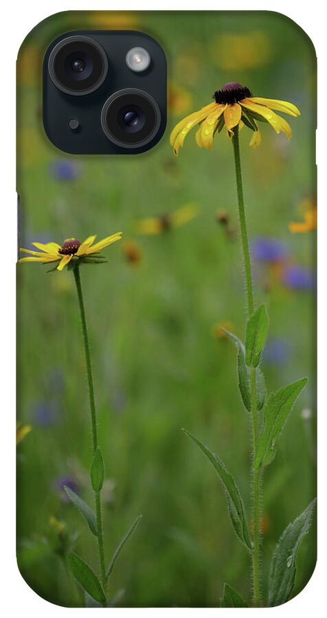 Black Eyed Susan iPhone Case featuring the photograph Black Eyed Susans in a Wildflower Meadow by Diane Diederich