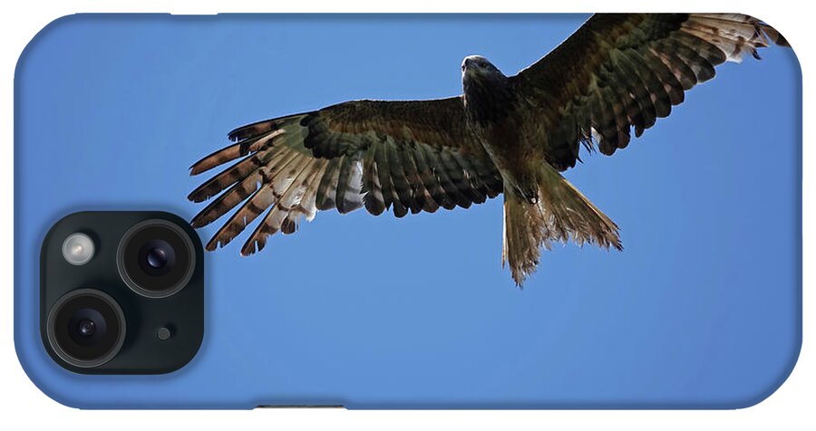 Animals iPhone Case featuring the photograph Black Kite soaring overhead by Maryse Jansen