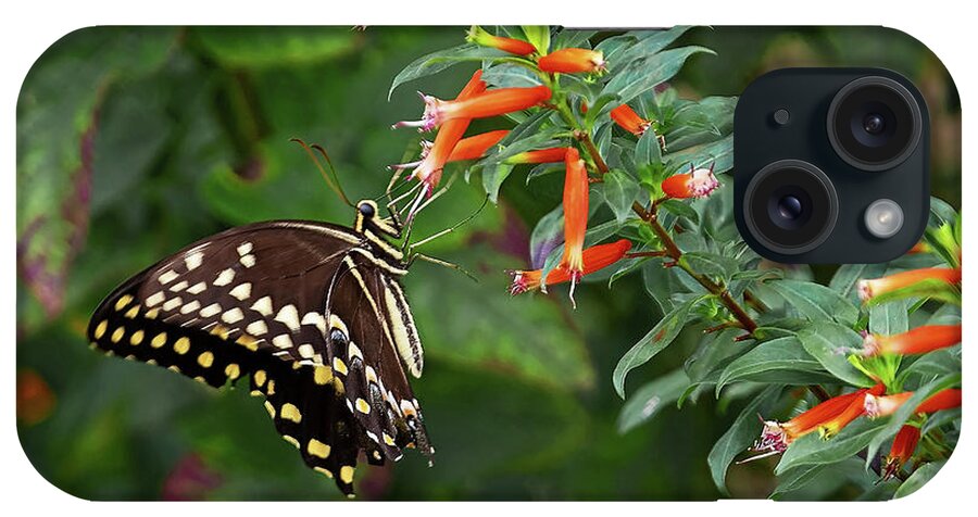 Butterfly iPhone Case featuring the photograph Black Swallowtail With Cigar by Gina Fitzhugh