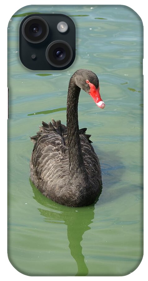  iPhone Case featuring the photograph Black Swan by Heather E Harman