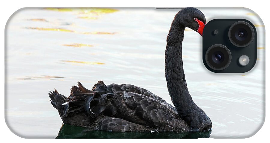 Black Swan iPhone Case featuring the photograph Black Swan by Tahmina Watson