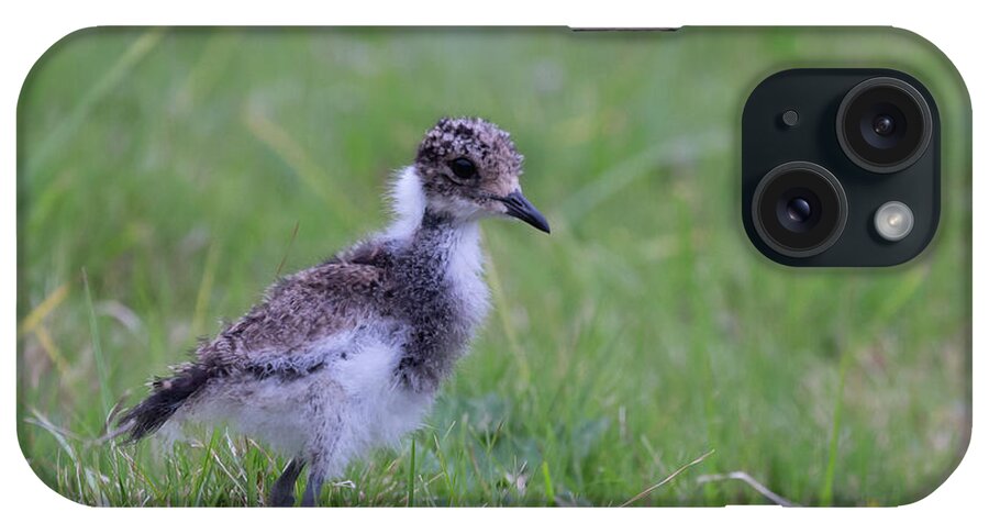 Blacksmith Lapwing iPhone Case featuring the photograph Blacksmith Lapwing Chick by Eva Lechner
