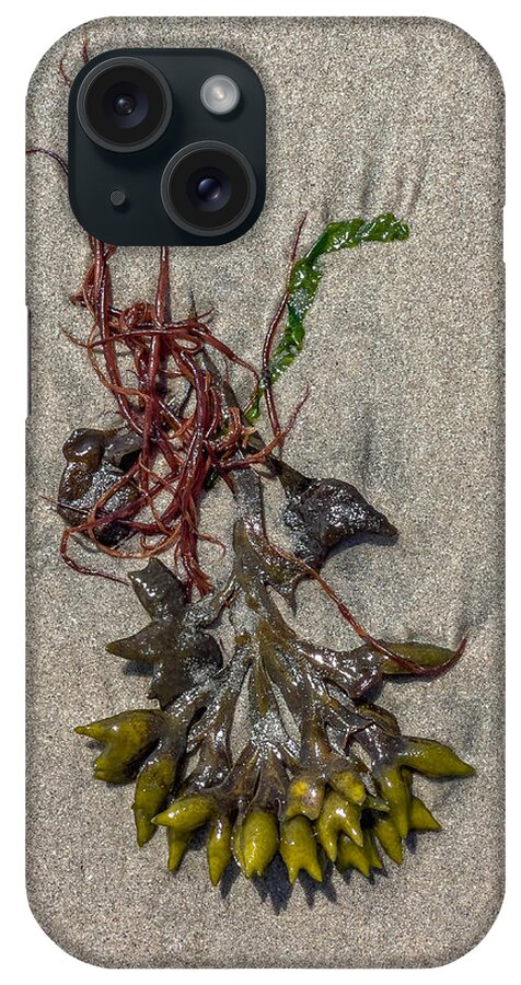 Seaweed iPhone Case featuring the photograph Bladder Weed in Sand by Cate Franklyn