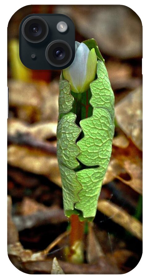 Bloodroot iPhone Case featuring the photograph Bloodroot Unfolding by Sarah Lilja