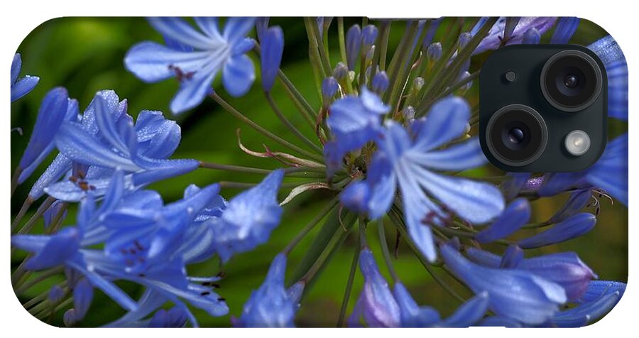 Botanical iPhone Case featuring the photograph Blue Agapanthus by Richard Thomas