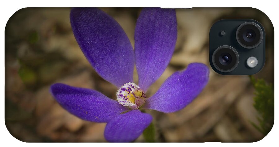 Orchid iPhone Case featuring the photograph Blue China Orchid - Cyanicula gematta by Elaine Teague