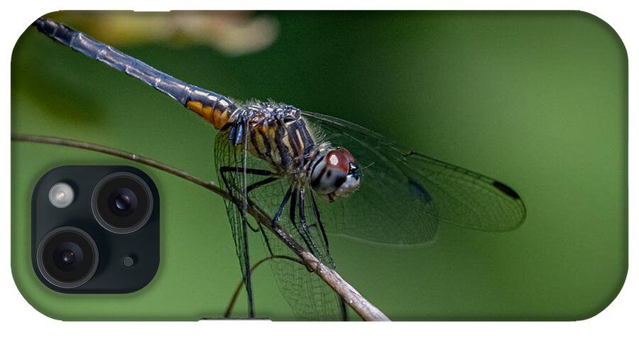Insect iPhone Case featuring the photograph Blue Dasher Landing by Linda Bonaccorsi