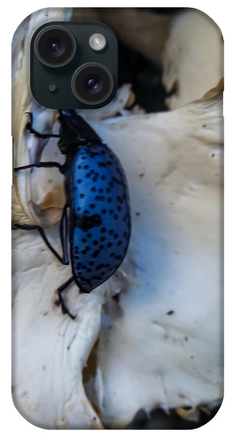 Blue iPhone Case featuring the photograph Blue Fungus Beetle on Oyster Mushrooms by Bonny Puckett