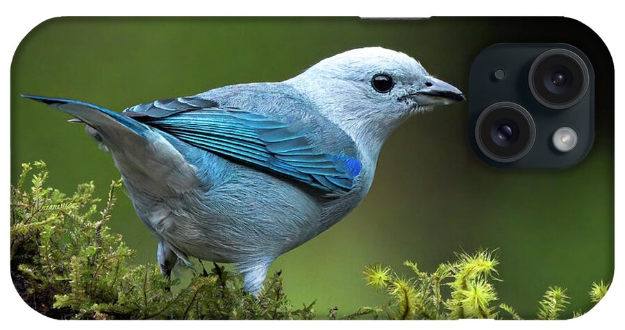 Gary Johnson iPhone Case featuring the photograph Blue-Grey Tanager by Gary Johnson