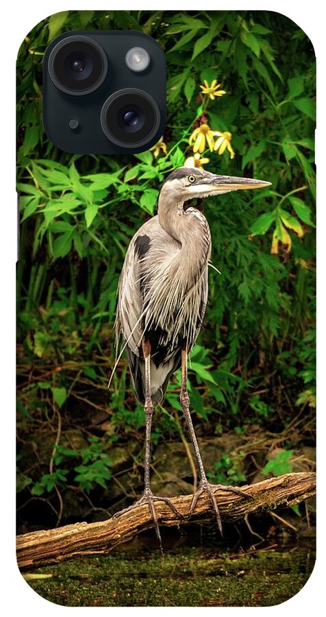 Blue Heron iPhone Case featuring the photograph Blue Heron and Yellow Lilies Close Up by Jason Fink