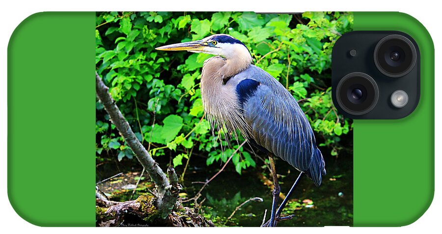 Blue Heron iPhone Case featuring the photograph Blue Heron Portrait by Mary Walchuck
