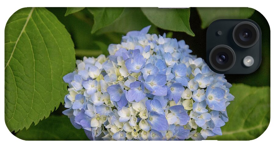 Flower iPhone Case featuring the photograph Blue Hydrangea by Matt Sexton