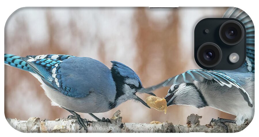 Blue Jays iPhone Case featuring the photograph Blue Jay Battle by Patti Deters