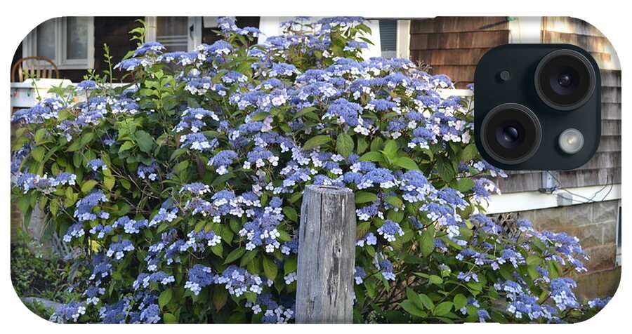 Provincetown iPhone Case featuring the photograph Blue Lace Cap Hydrangea by Ellen Koplow