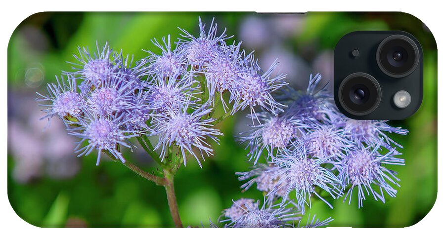Aster Family iPhone Case featuring the photograph Blue Mistflower DFL1215 by Gerry Gantt