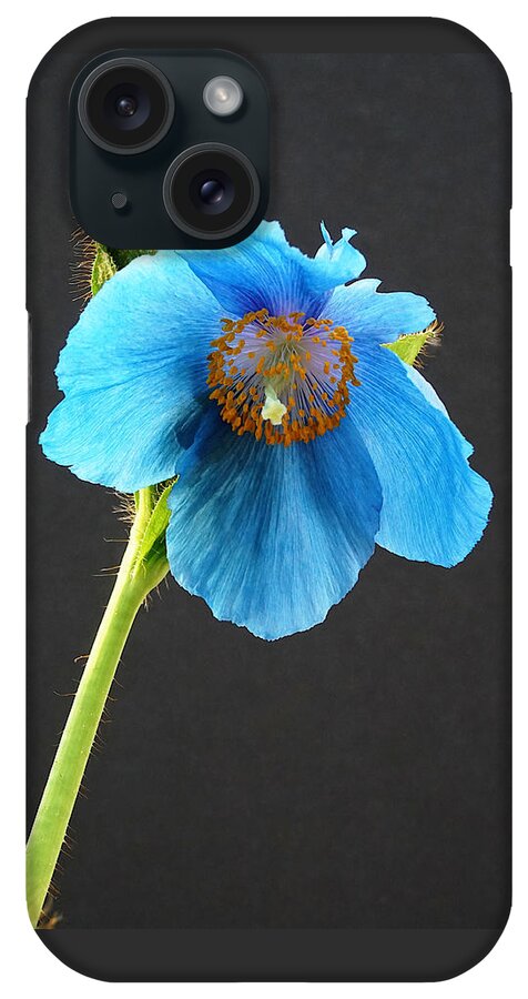 Richard Reeve iPhone Case featuring the photograph Blue Poppy by Richard Reeve
