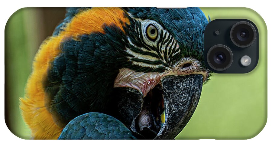 Blue Throated Macaw iPhone Case featuring the photograph Blue Throated Macaw by Daniel Hebard