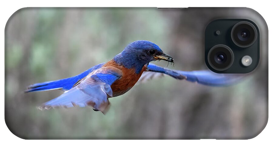 Western Bluebird iPhone Case featuring the photograph Bluebird Grubhub by Michael Dawson